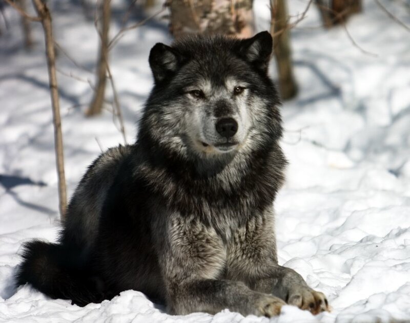 wolf in snowy forest