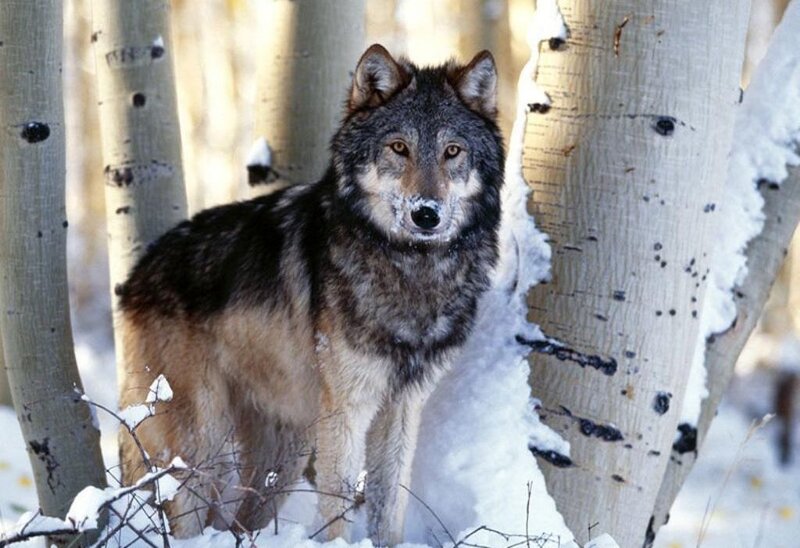 wolf in snowy forest