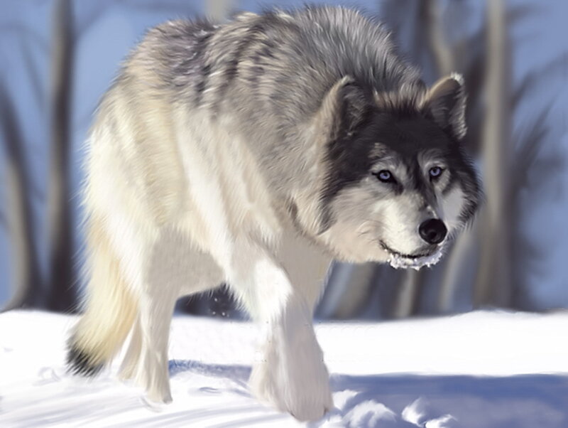 wolf in snowy forest