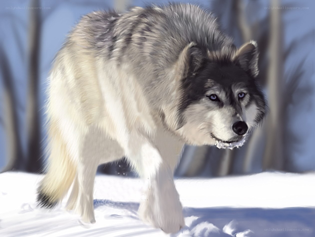 wolf in snowy forest