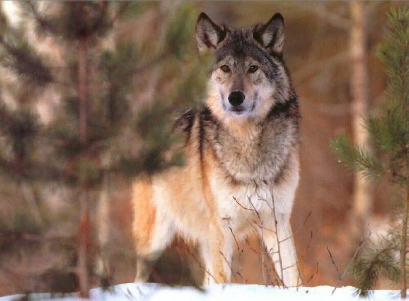wolf in snowy forest