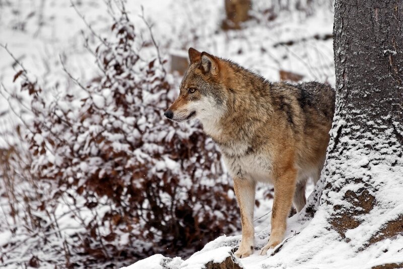 wolf in snowy forest