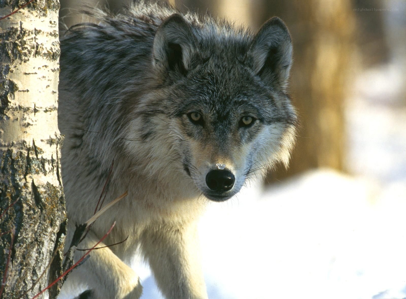 wolf in snowy forest