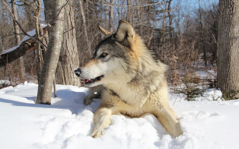 wolf in snowy forest