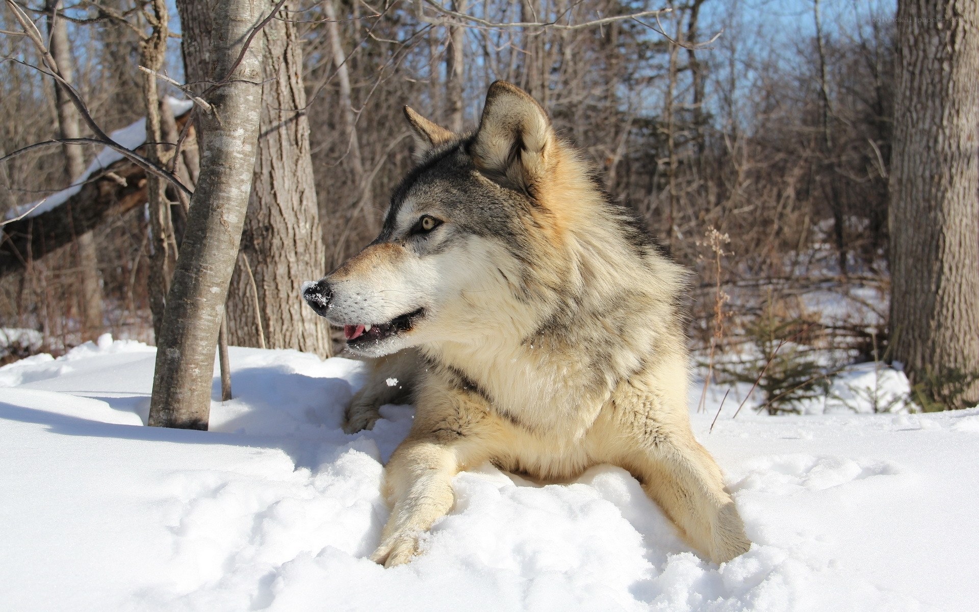 wolf in snowy forest