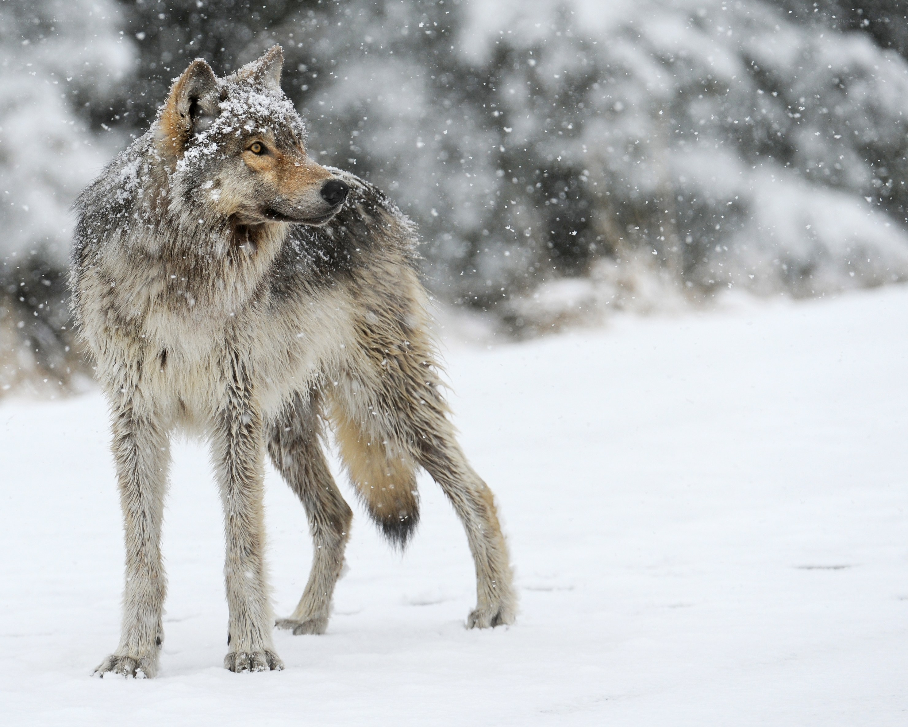 wolf in snowy forest