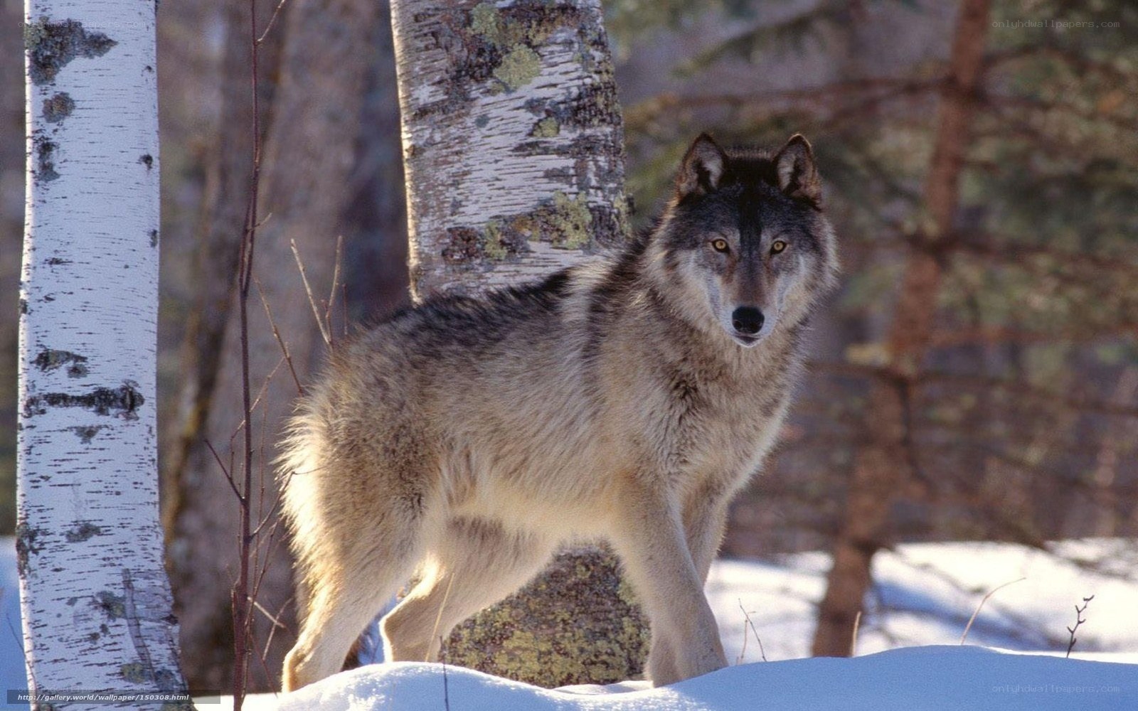 wolf in snowy forest