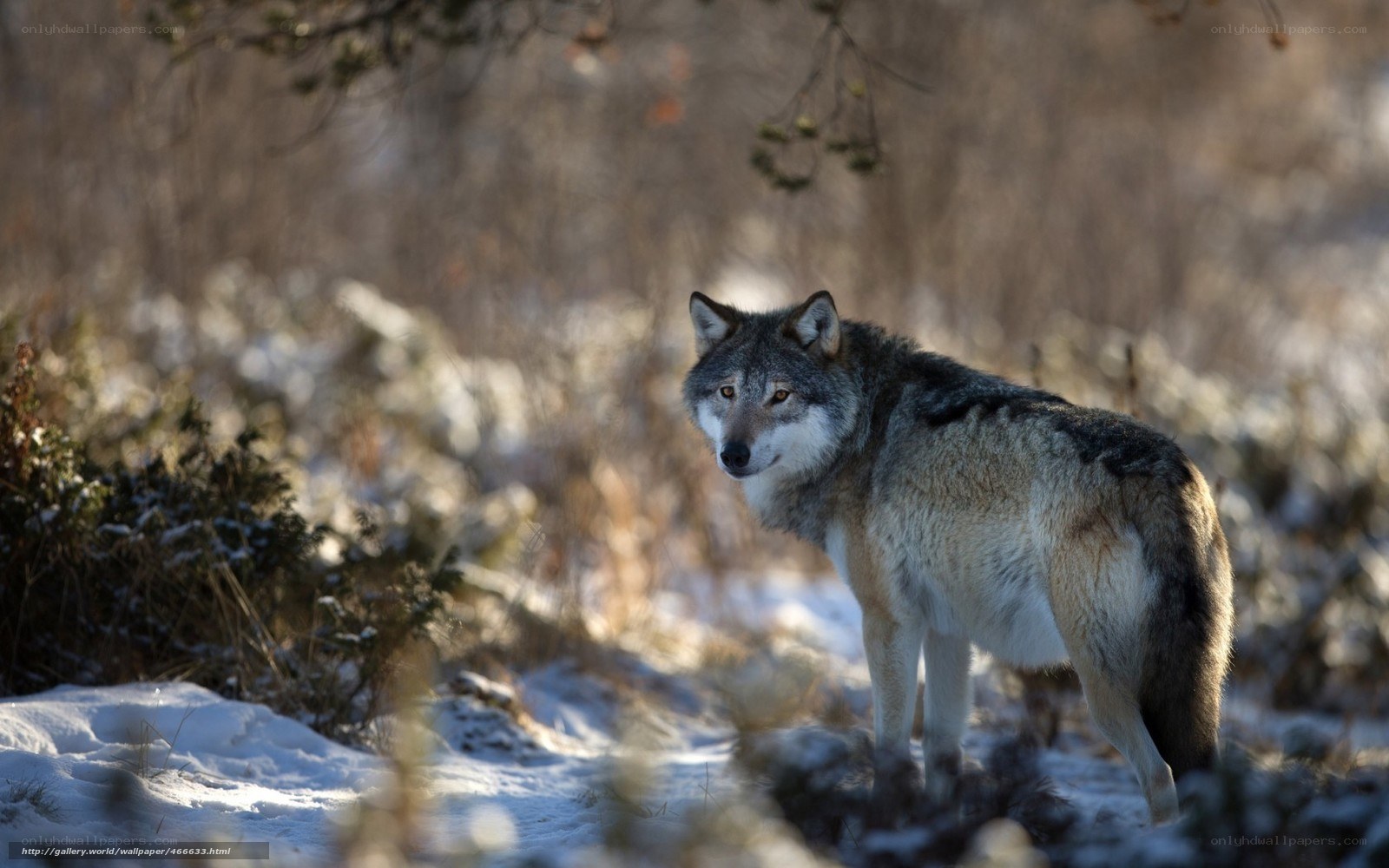 wolf in snowy forest