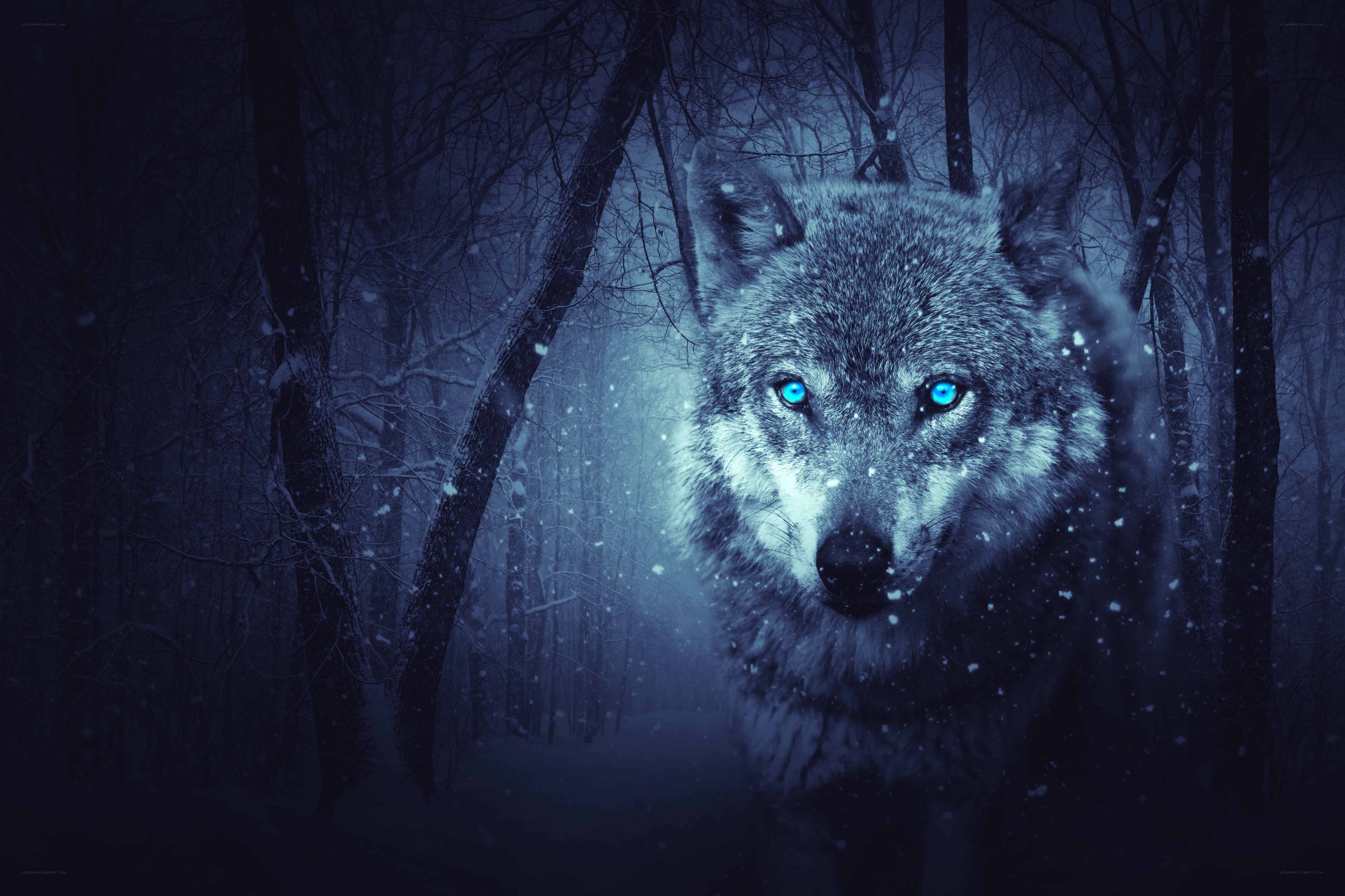 wolf in snowy forest
