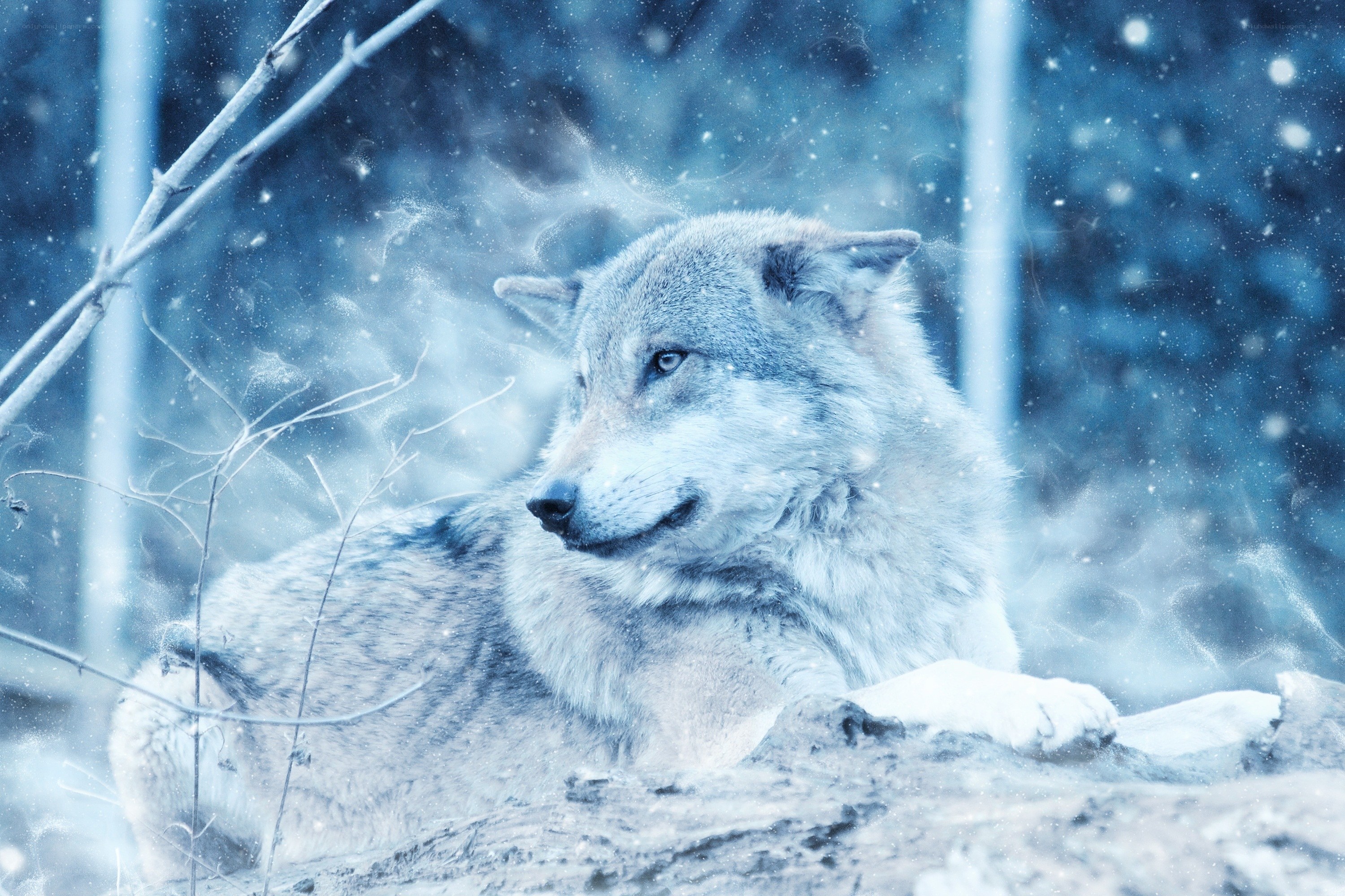 wolf in snowy forest