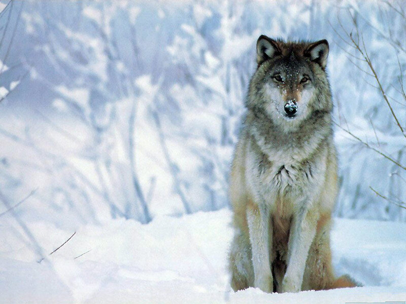 wolf in snowy forest