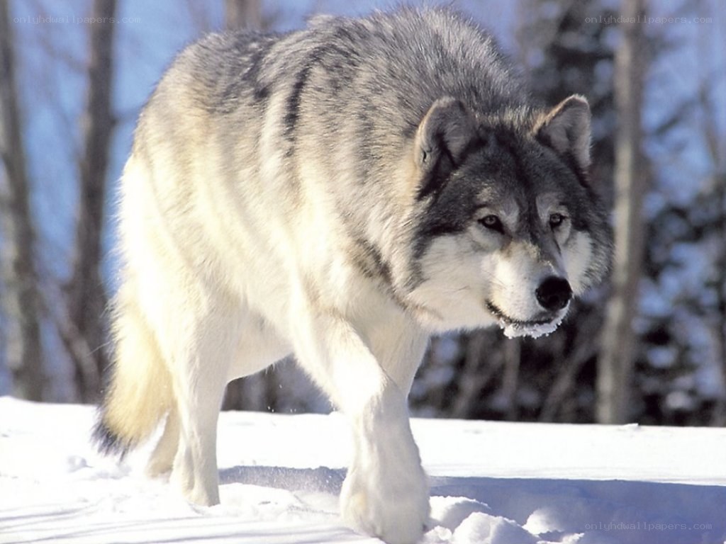wolf in snowy forest