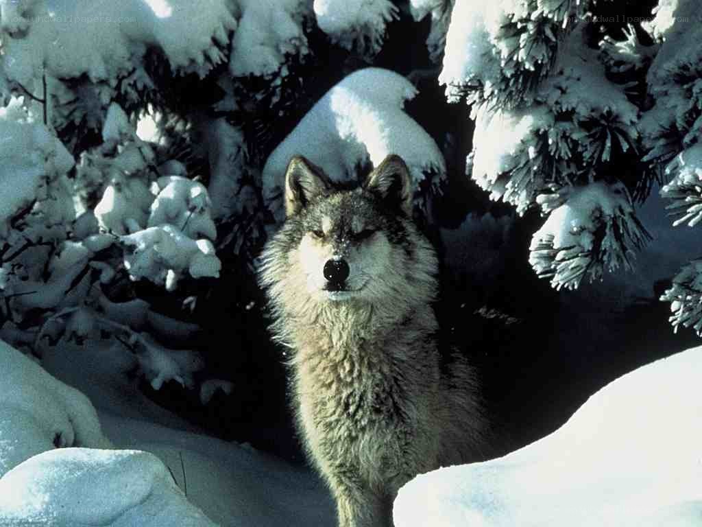 wolf in snowy forest
