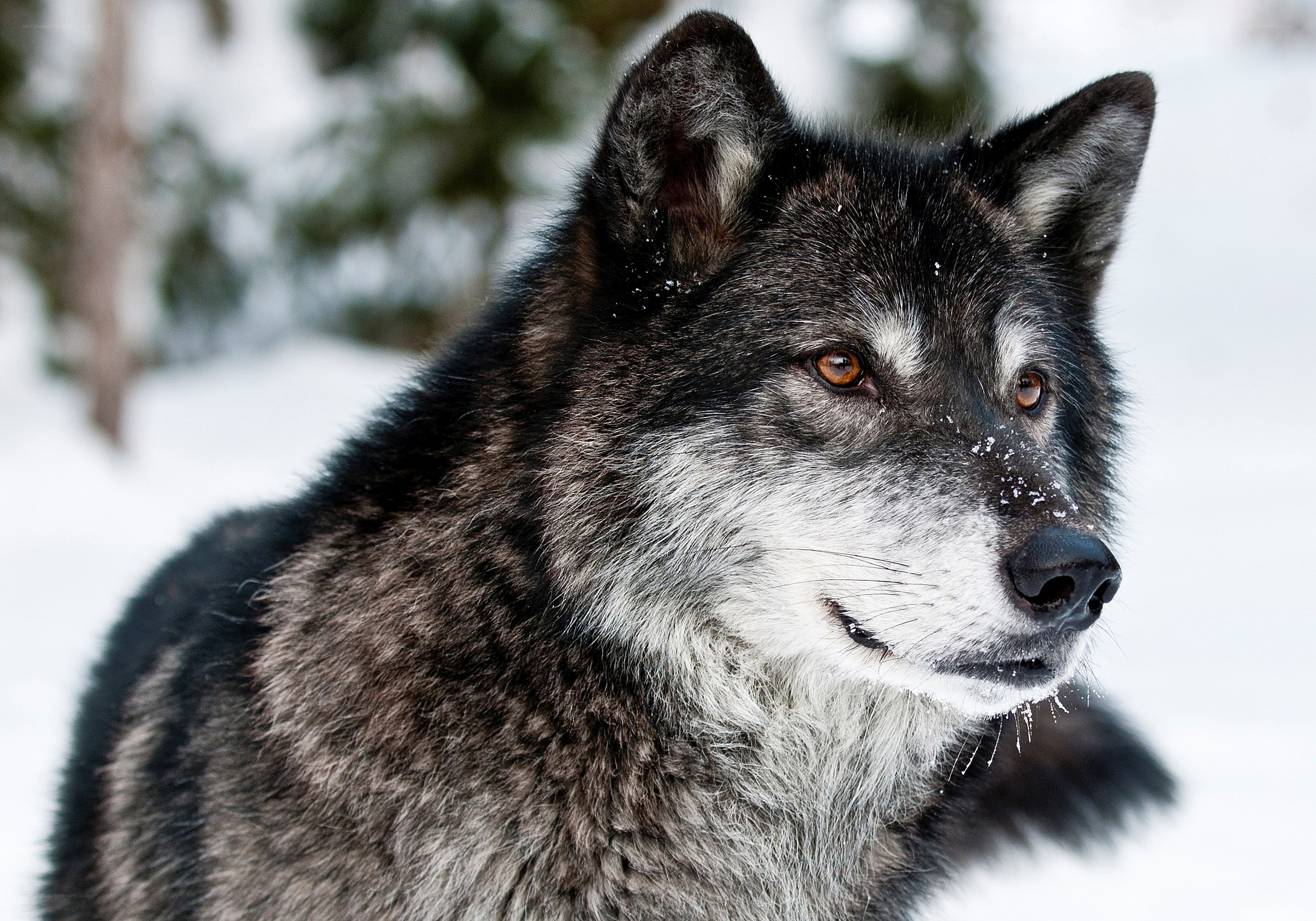 wolf in snowy forest