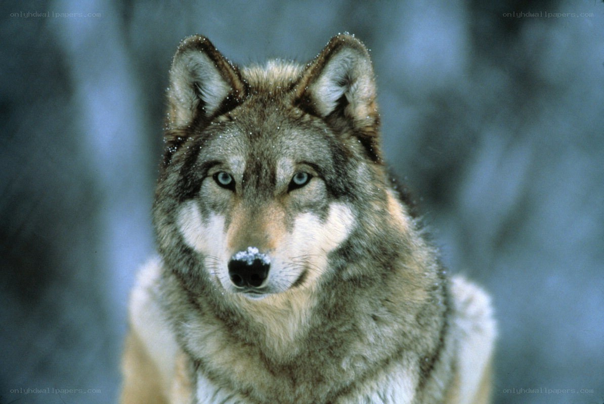 wolf in snowy forest