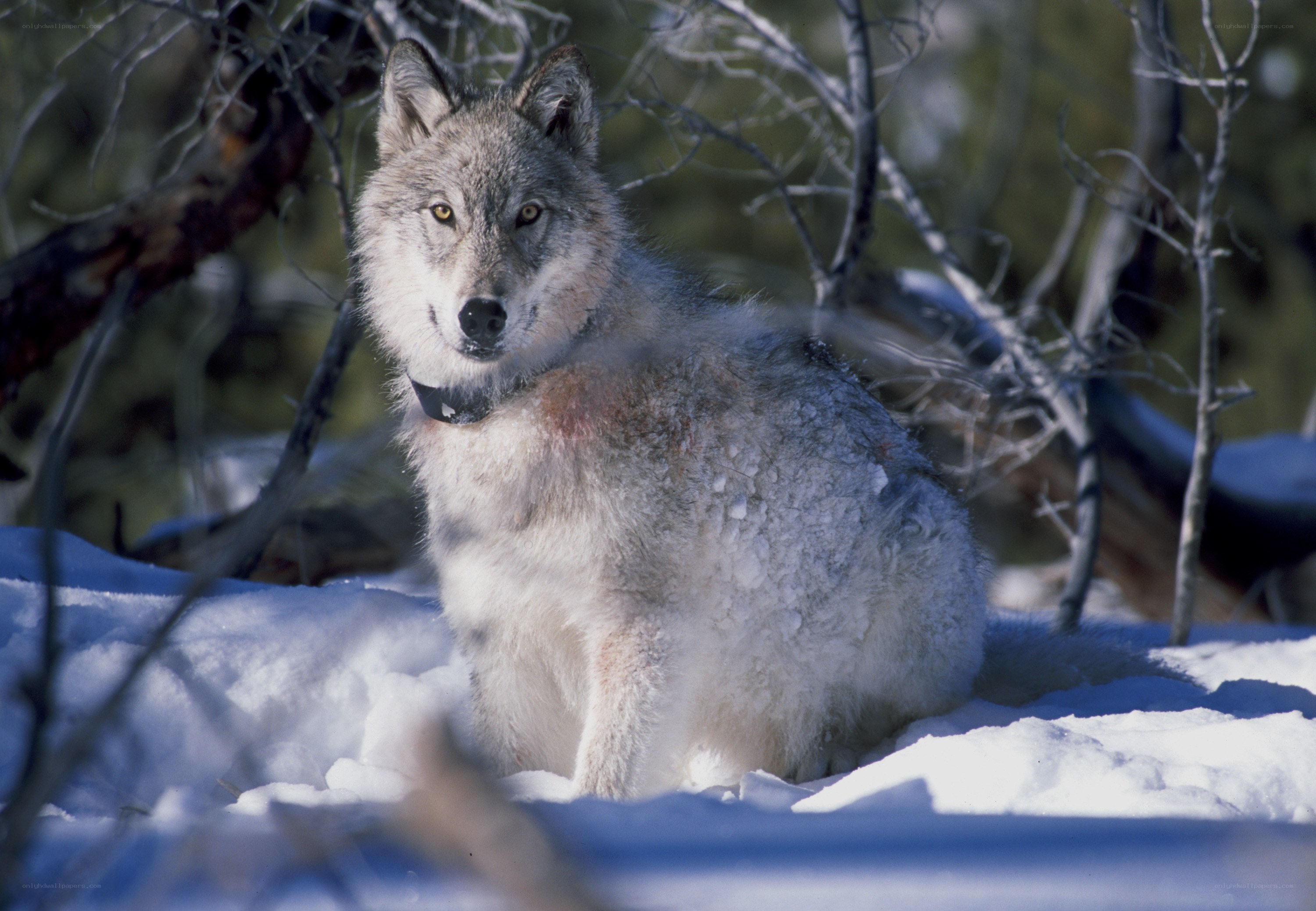 wolf in snowy forest