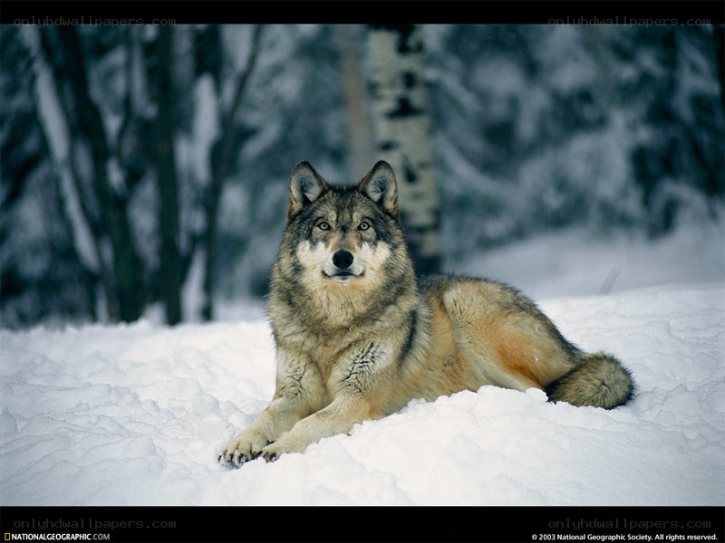 wolf in snowy forest