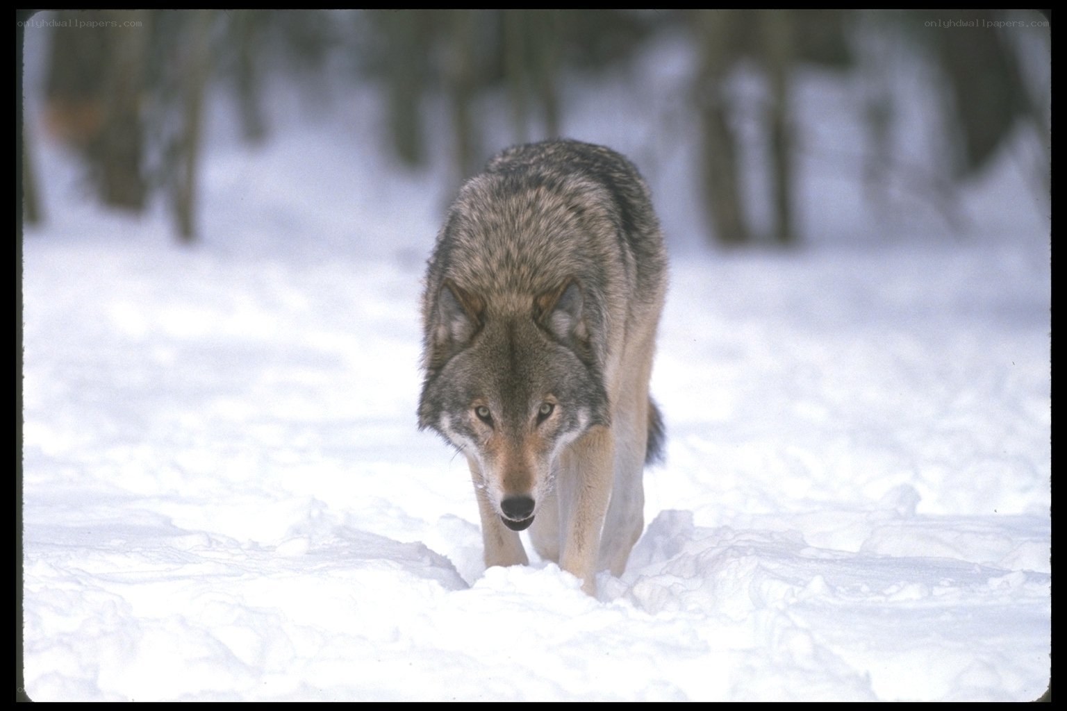 wolf in snowy forest
