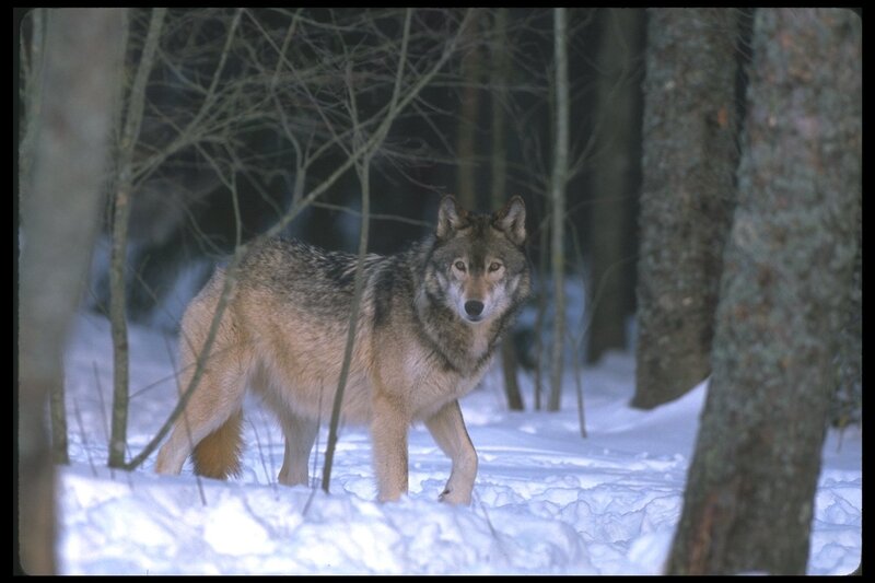 wolf in snowy forest