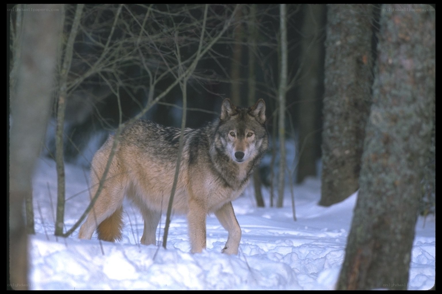 wolf in snowy forest