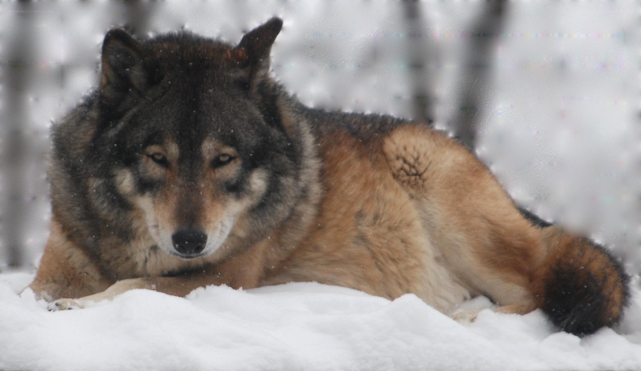 wolf in snowy forest