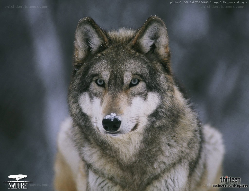 wolf in snowy forest