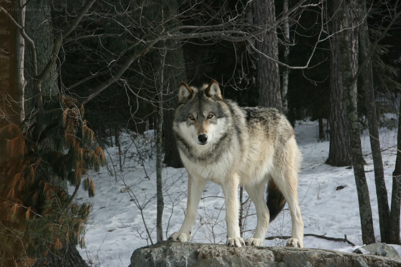 wolf in snowy forest