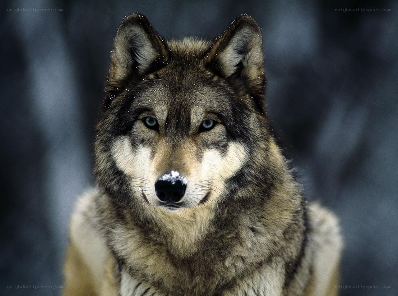 wolf in snowy forest