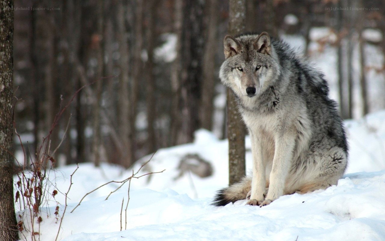 wolf in snowy forest