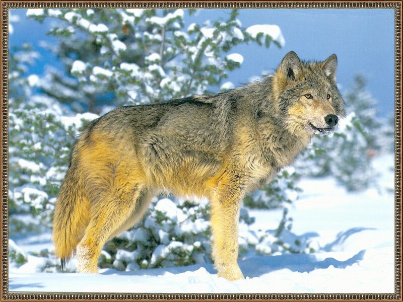 wolf in snowy forest