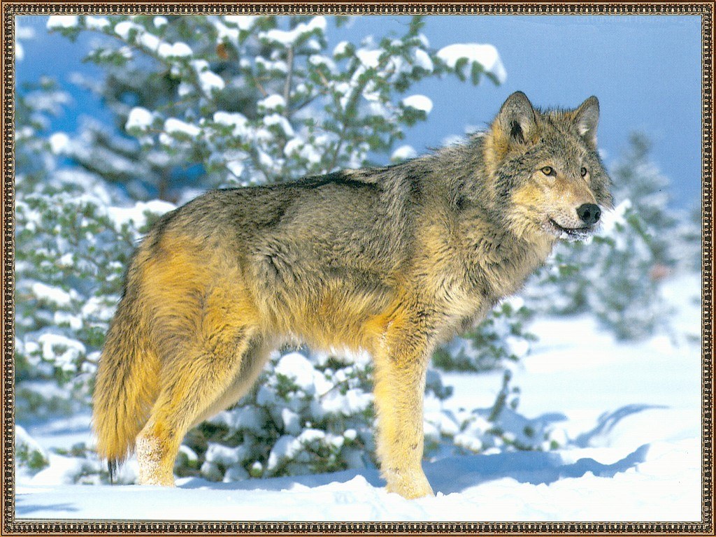 wolf in snowy forest