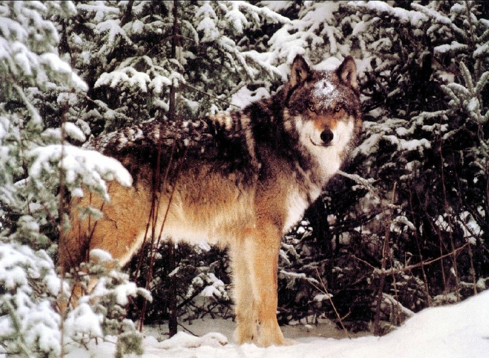 wolf in snowy forest