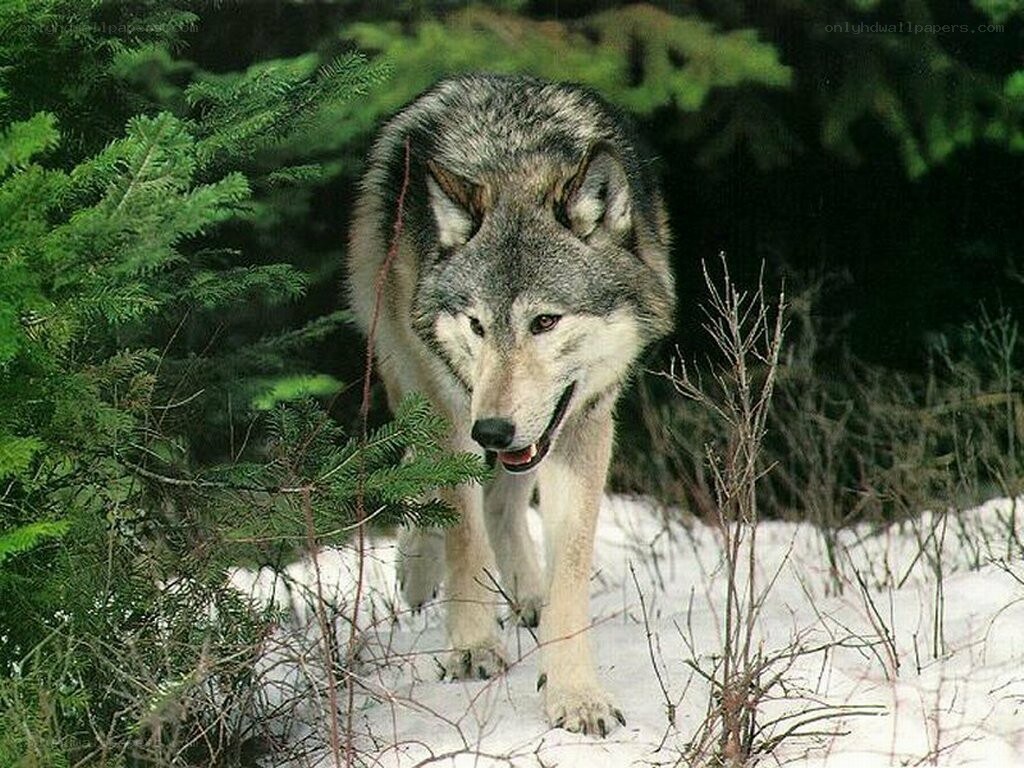 wolf in snowy forest