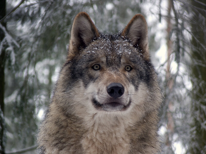 wolf in snowy forest