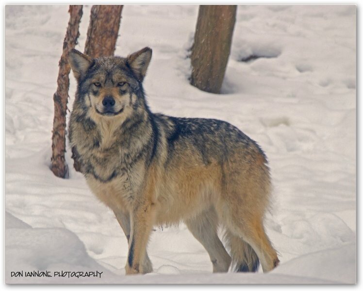 wolf in snowy forest