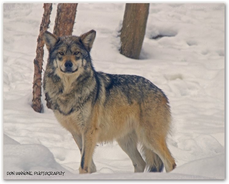 wolf in snowy forest
