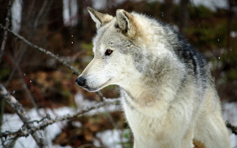 wolf in snowy forest