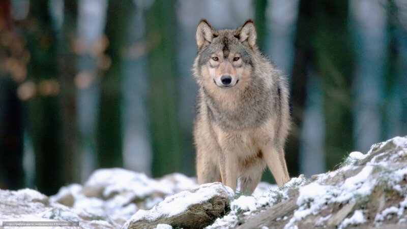 wolf in snowy forest