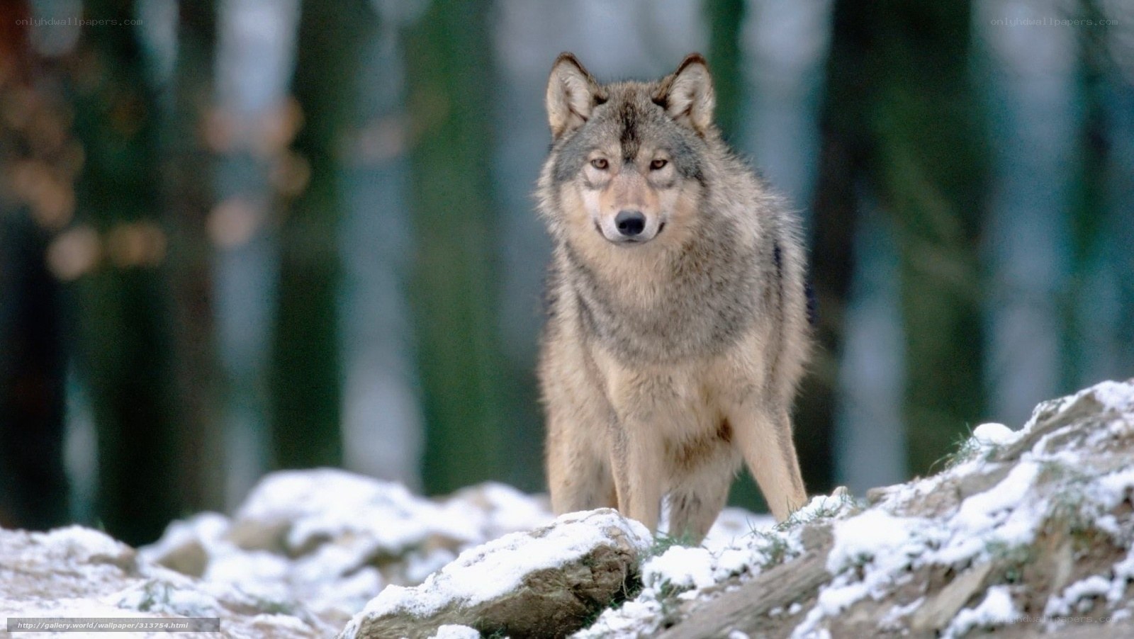 wolf in snowy forest