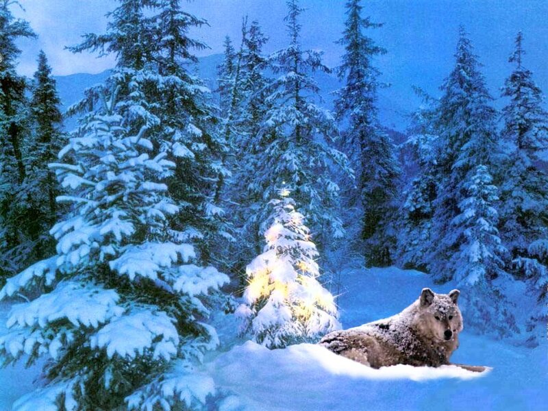 wolf in snowy forest