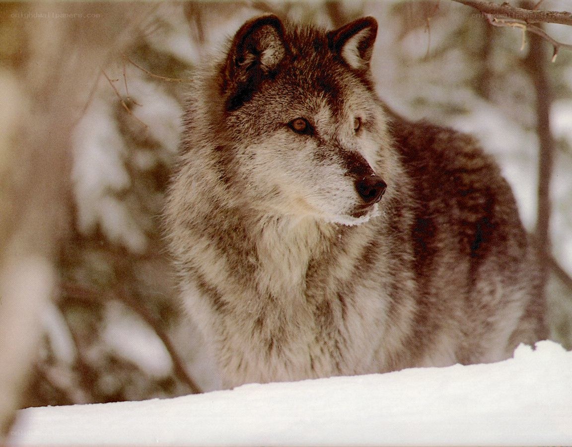 wolf in snowy forest