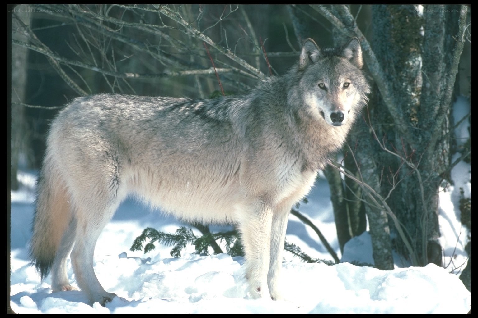 wolf in snowy forest