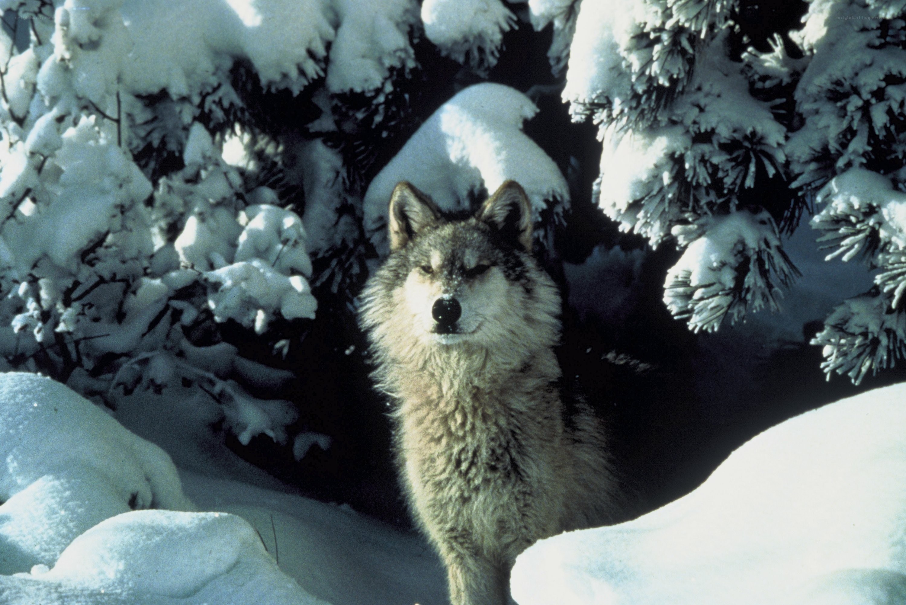 wolf in snowy forest