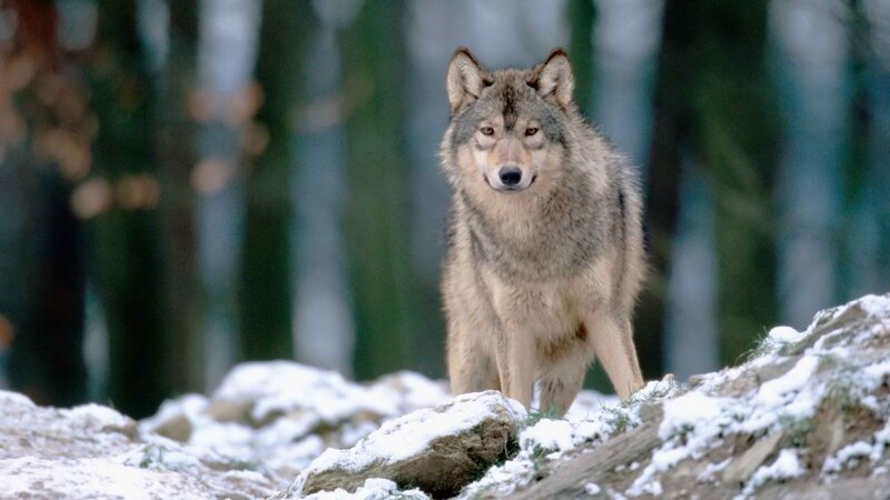 wolf in snowy forest
