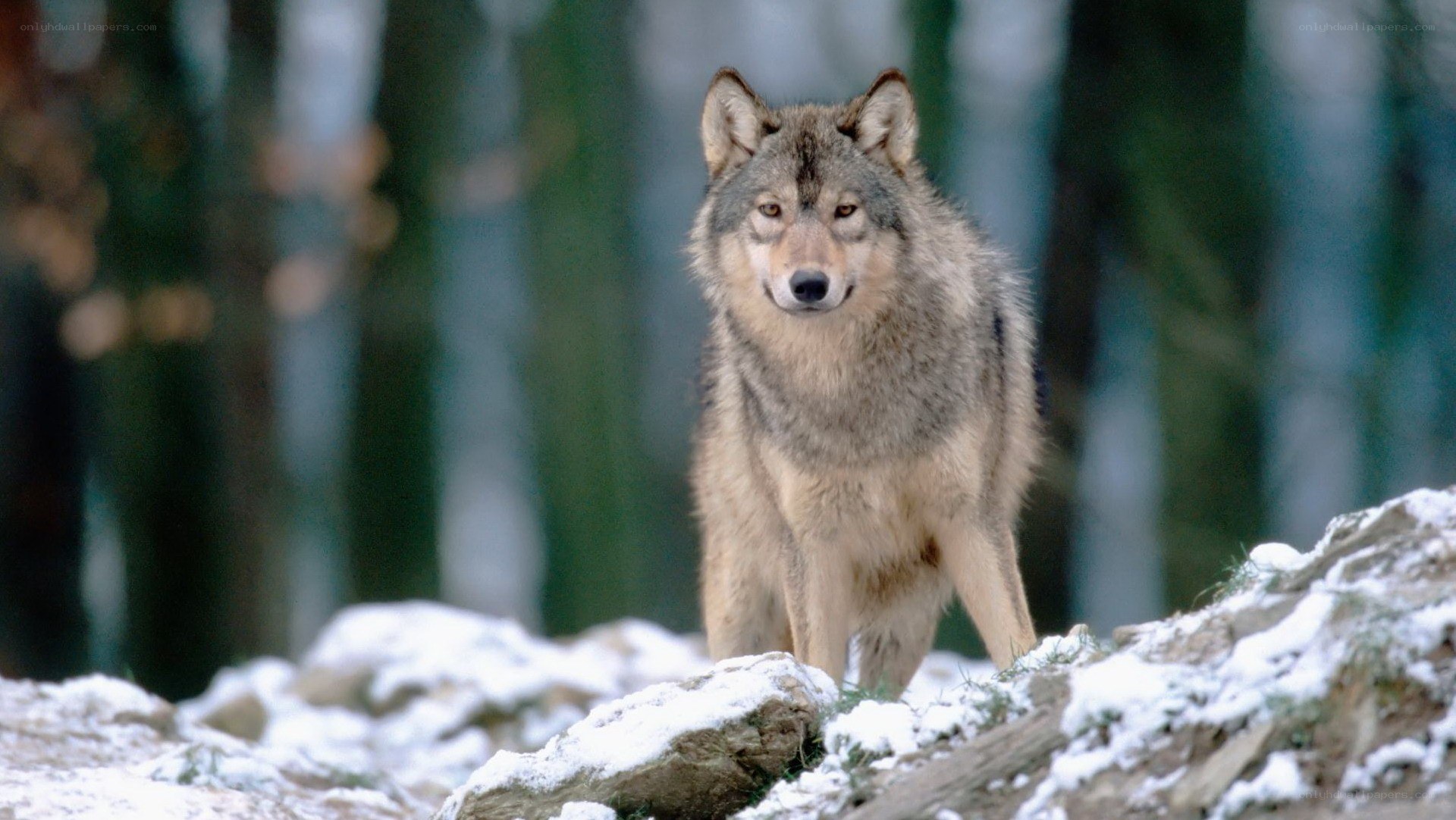 wolf in snowy forest