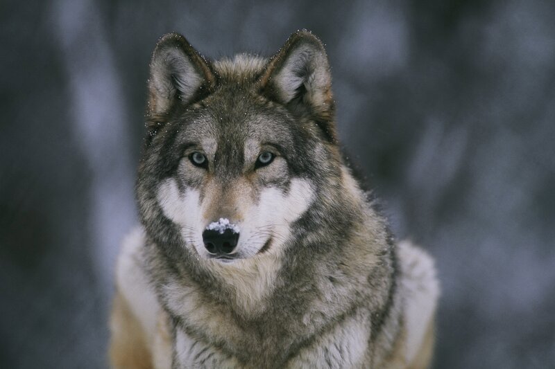 wolf in snowy forest