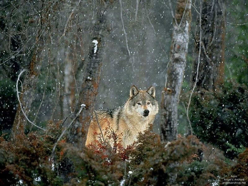 wolf in snowy forest