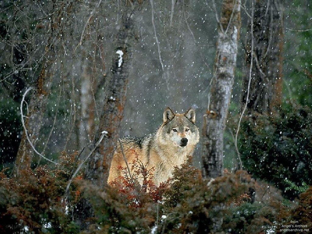 wolf in snowy forest