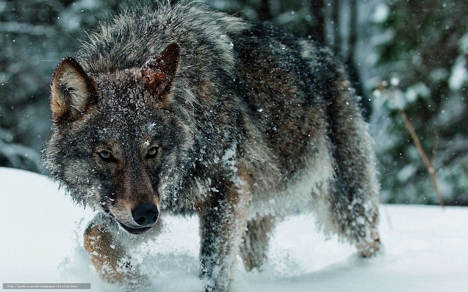 wolf in snowy forest