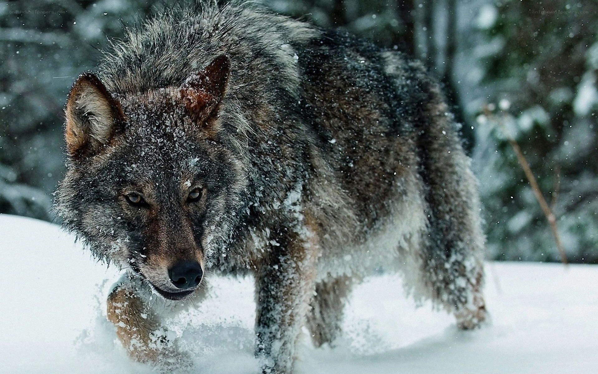 wolf in snowy forest